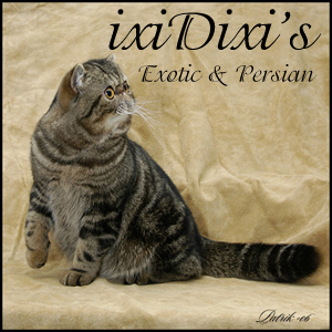 ixiDixi's