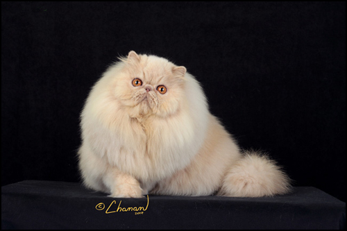 ixiDixi's Creme De la Creme