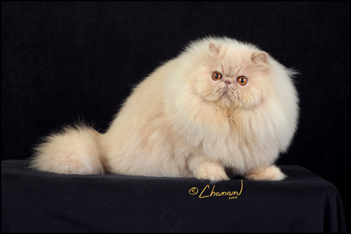 ixiDixi's Creme De la Creme